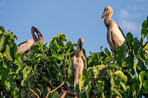 Ballarpur Wildlife